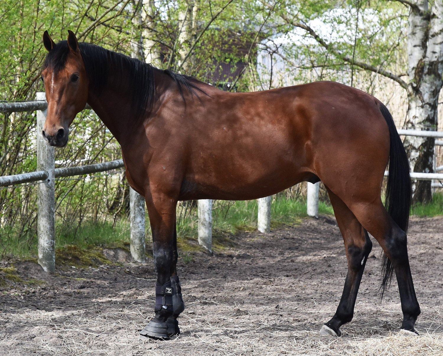 Great Old Dance 250430-2